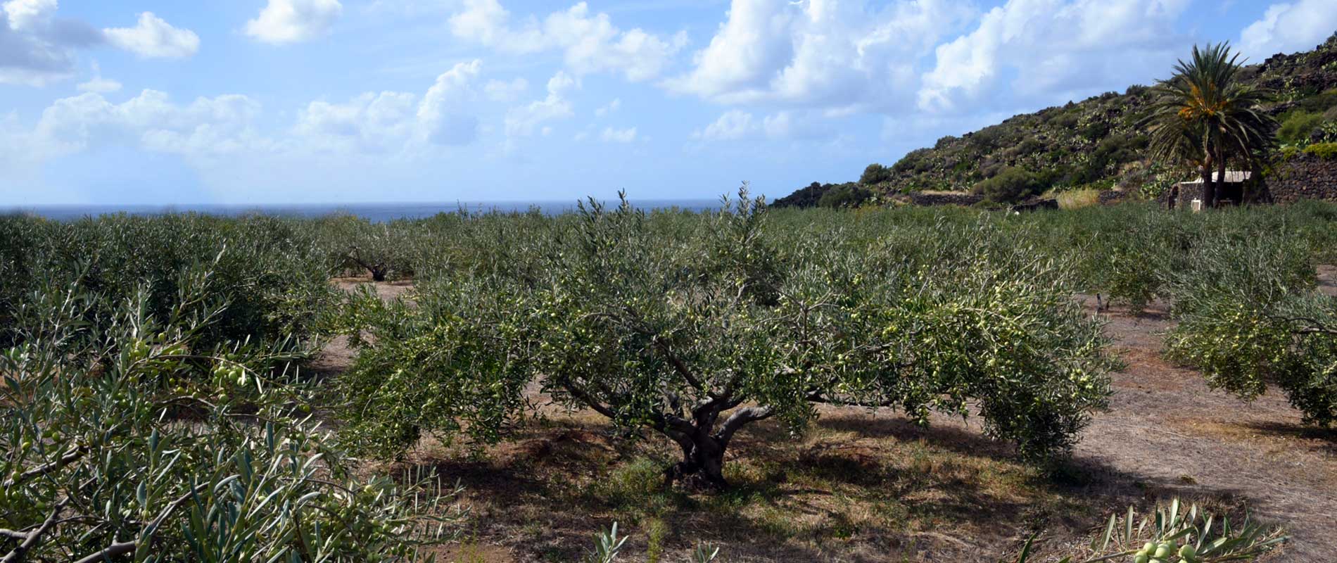 Un olio magico